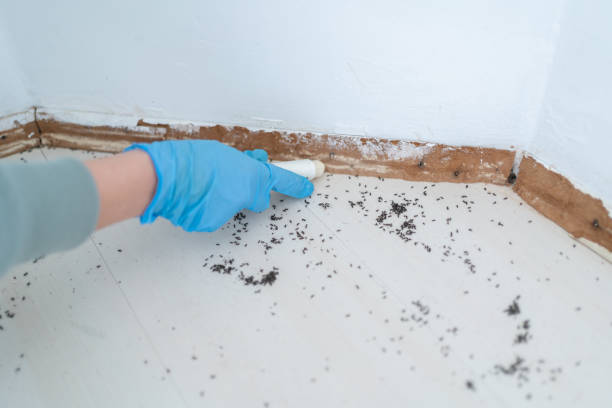 Best Termite Control Services  in North Browning, MT